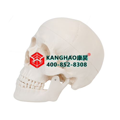 头颅骨附颅内血管模型
