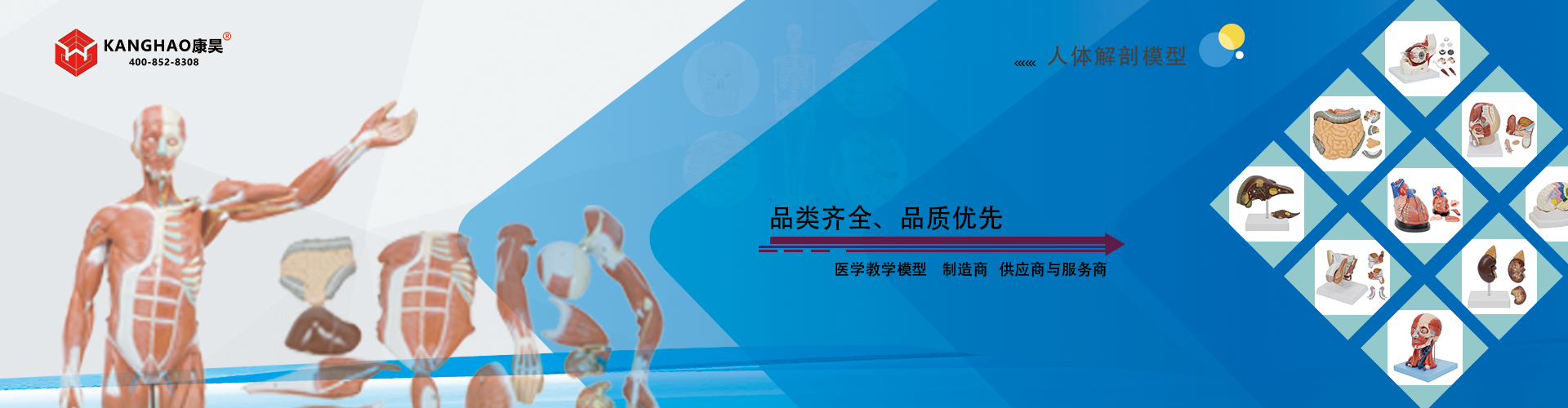 医学教学人体解剖模型